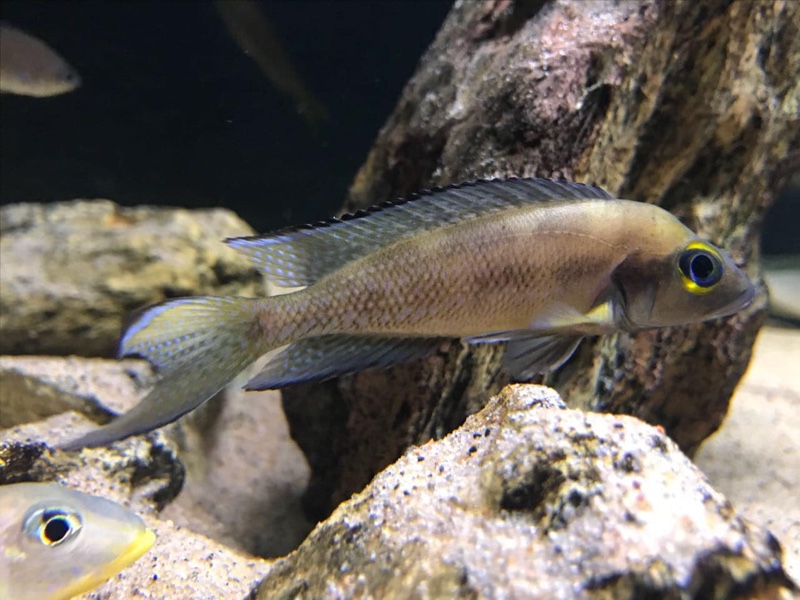 Neolamprologus furcifer 'Cape Chaitika'